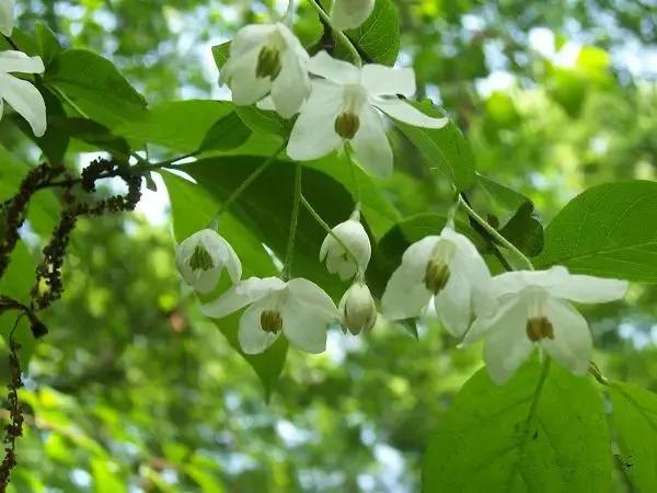 春天十种最美的花名字,花名带冬的有什么花