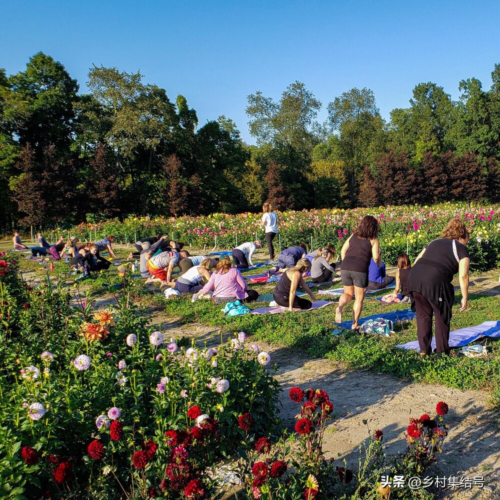 美国夏日梦幻农场：以大丽花为主题的鲜花园艺农场，如梦如画！