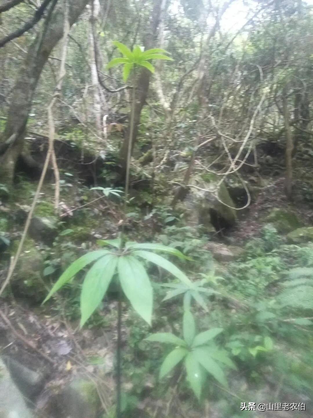 七叶一枝花齐名的草药有哪些,什么中草药可代替七叶一枝花