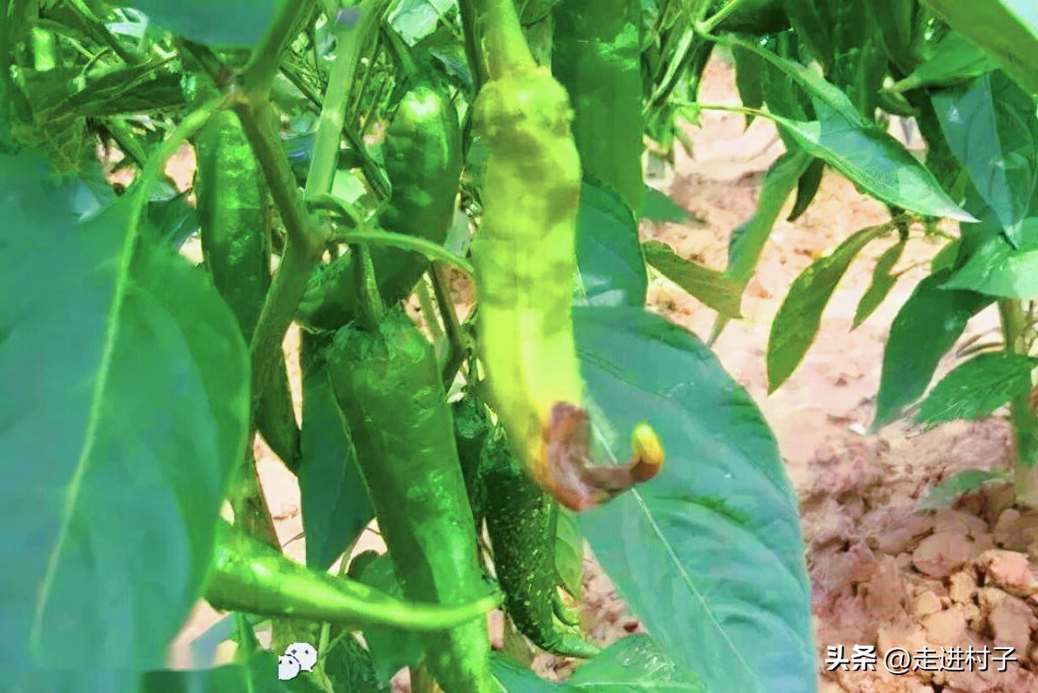 辣椒开花施什么肥教程,辣椒花只开花不结辣椒