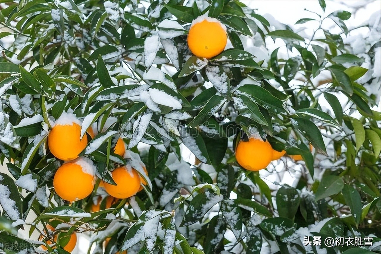 江南有丹橘全诗,冬橘作品