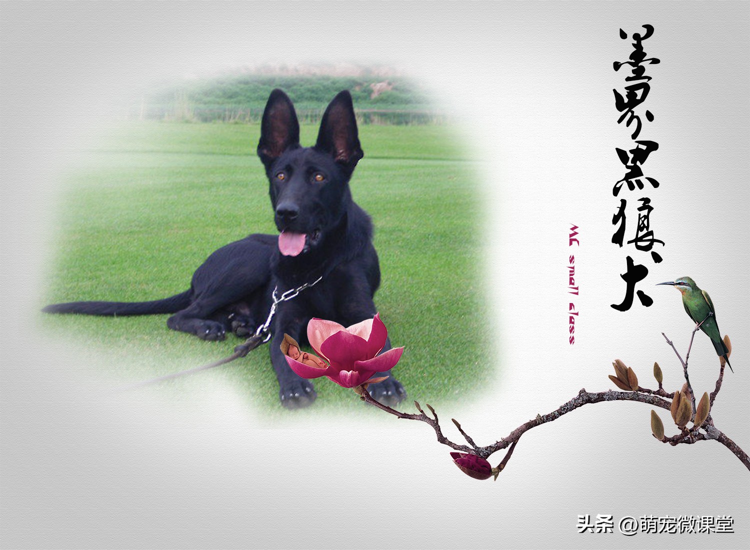 盘点我国本土犬种，有没有你们家乡的犬种？