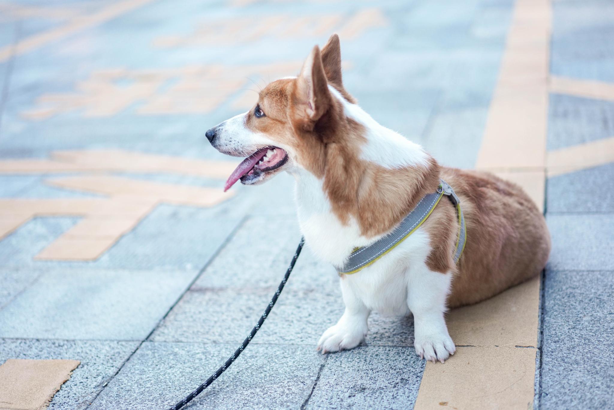 深圳机场旁的低调高雅酒店，尽享热带雨林花园，差旅入住首选酒店