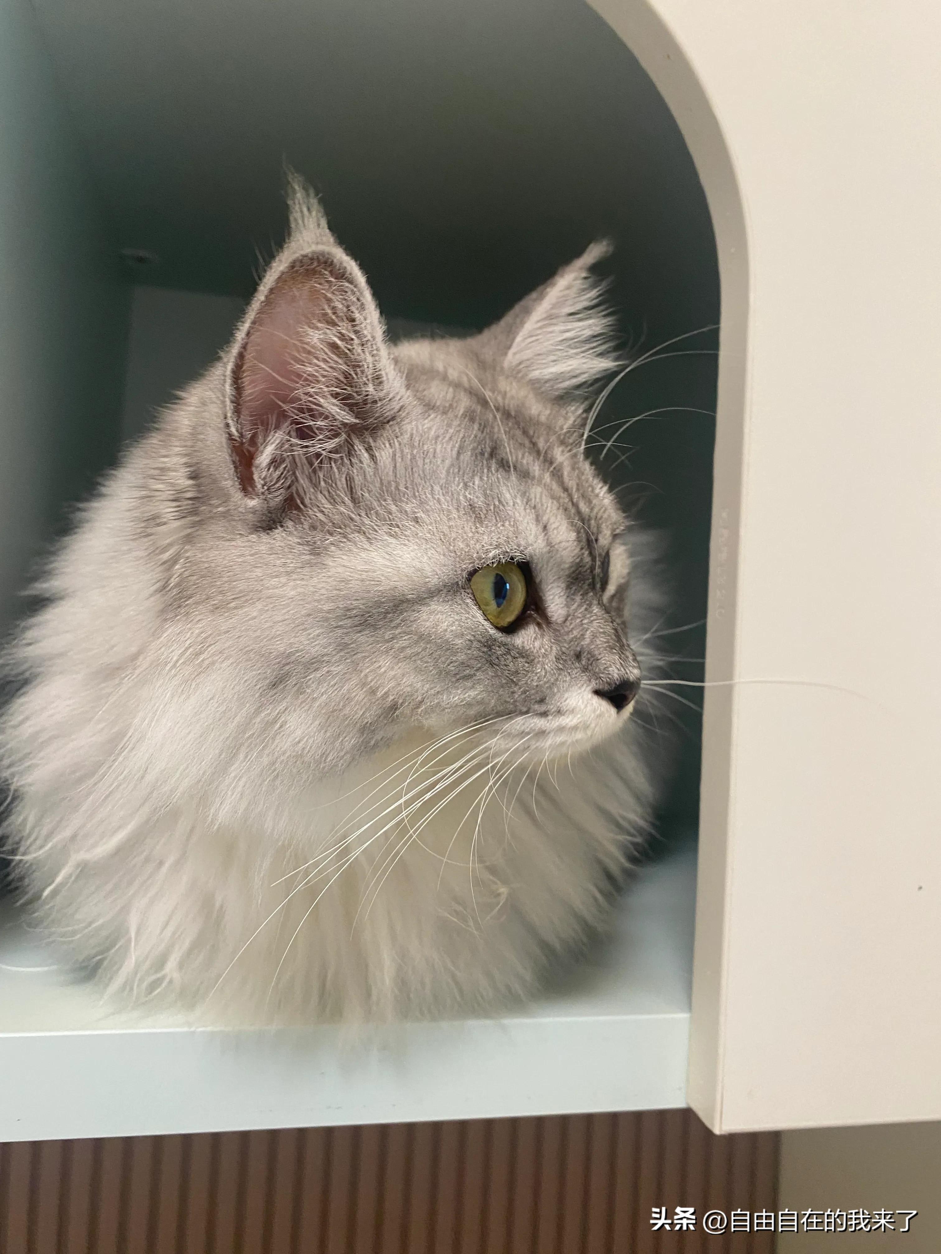 猫咪感冒发烧保险能不能用,猫咪感冒主人花了五六千没治好