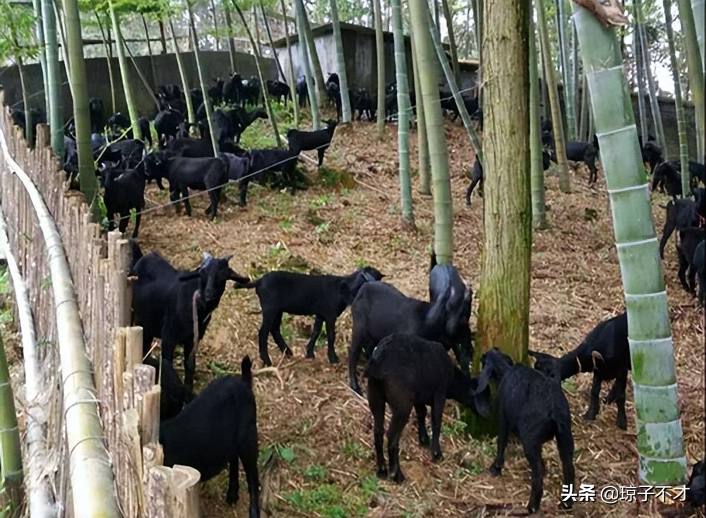 养羊既省钱长得又快的十种喂法,养羊的最佳管理方法