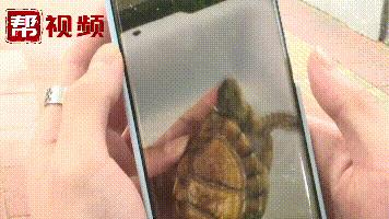 鐢峰瓙缇ら噷涔板崠鍥藉淇濇姢鍔ㄧ墿,鐢峰瓙璐╁崠鍥藉浜岀骇淇濇姢鍔ㄧ墿