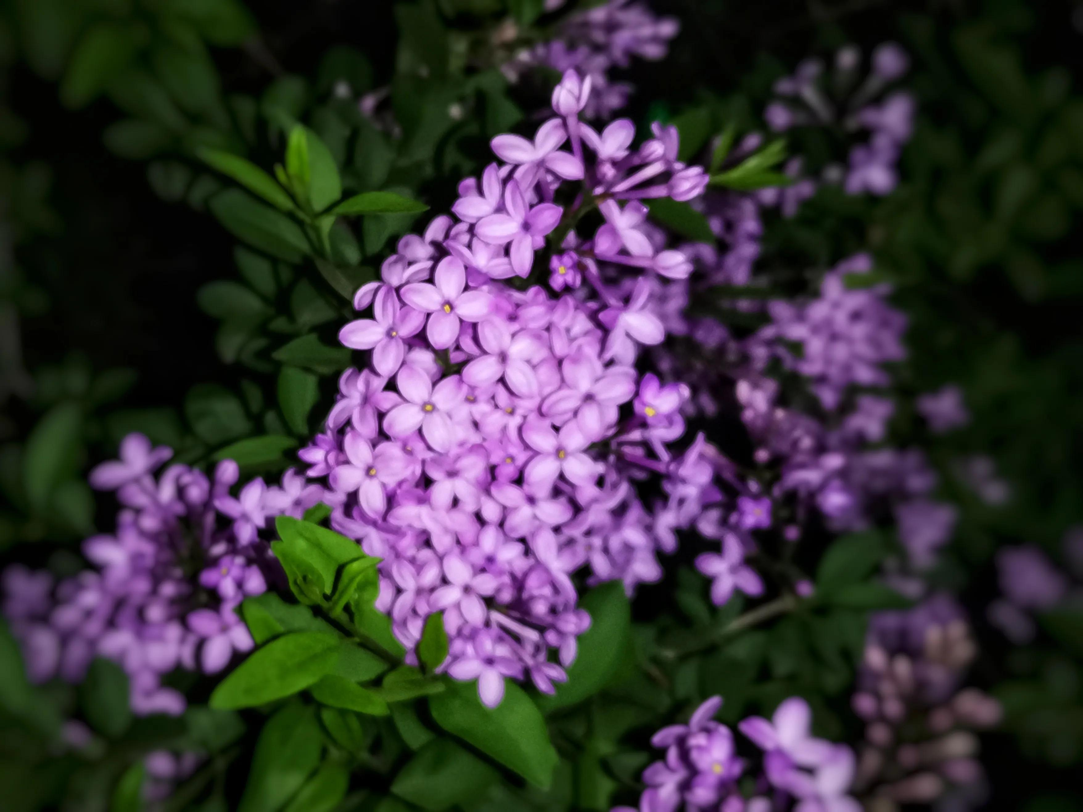 百花酿诗韵芬芳留人间（一）