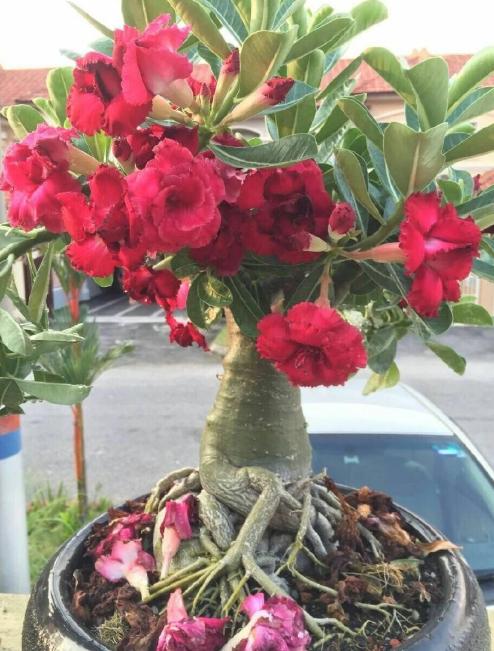 耐旱的花秋冬需要少浇水吧,这6种花就喜欢水多越浇越爆盆