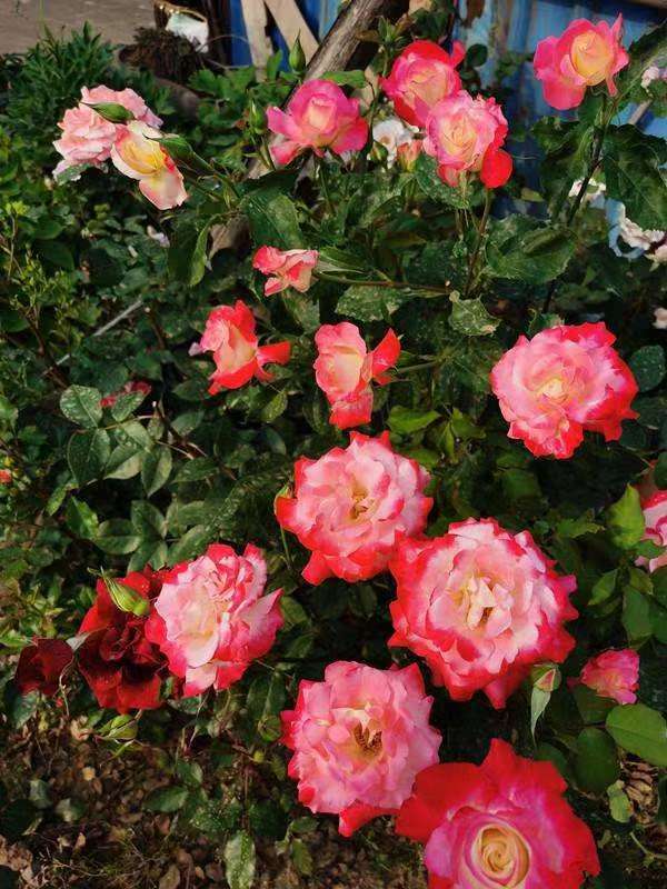 南洋红双喜花开富贵,红双喜双喜临门