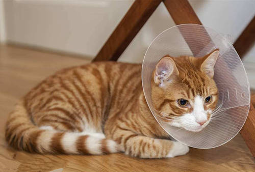 三个月的猫咪拉稀了怎么办,三个月的猫咪拉稀怎么办