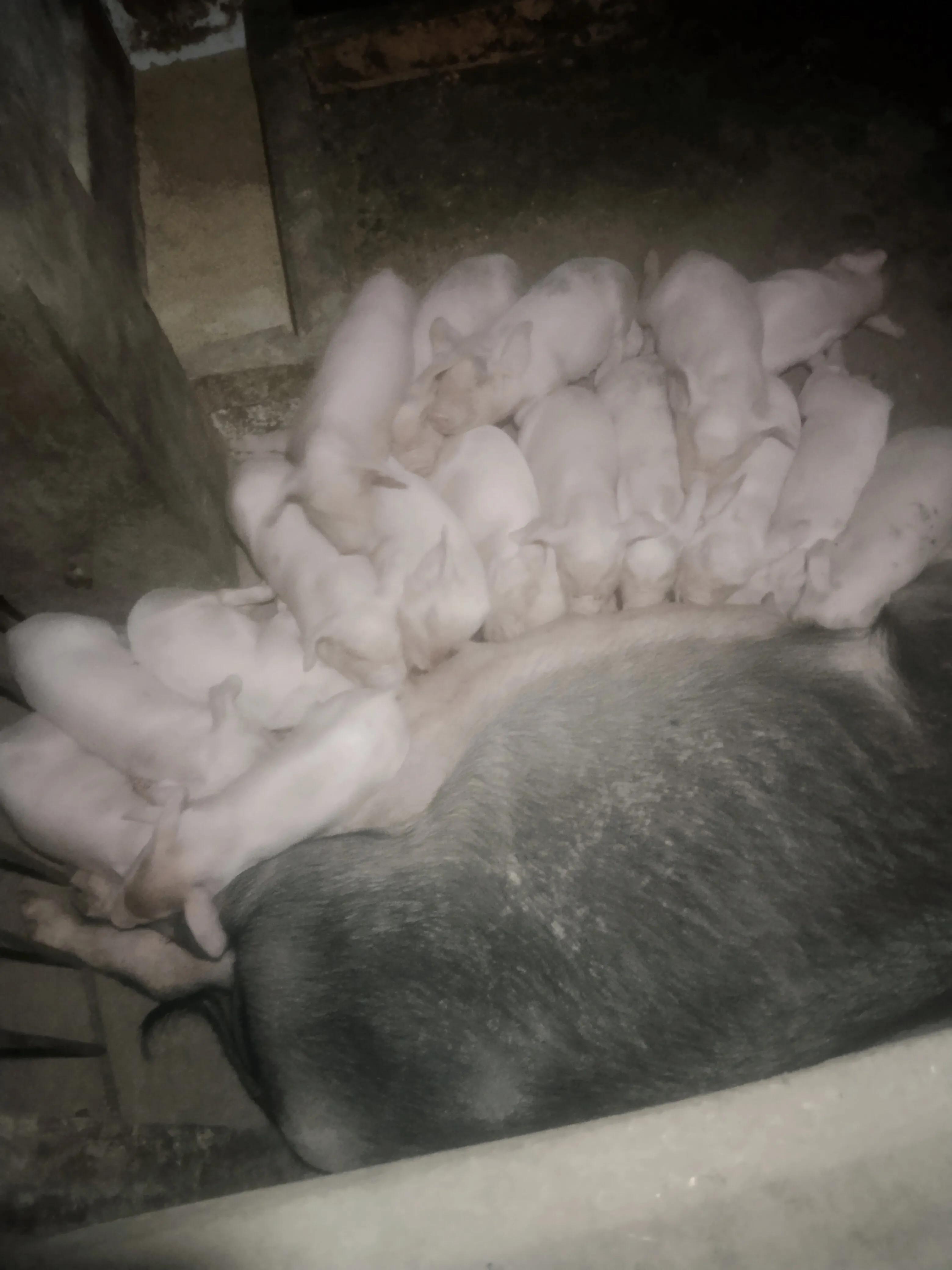 养20个陆川母猪一年赚多少钱,养十头母猪一年赚了多少钱