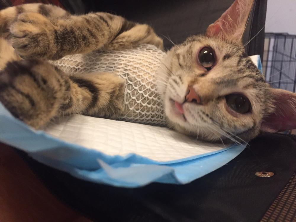 猫咪做完绝育需要注意啥,猫咪做了绝育以后注意事项