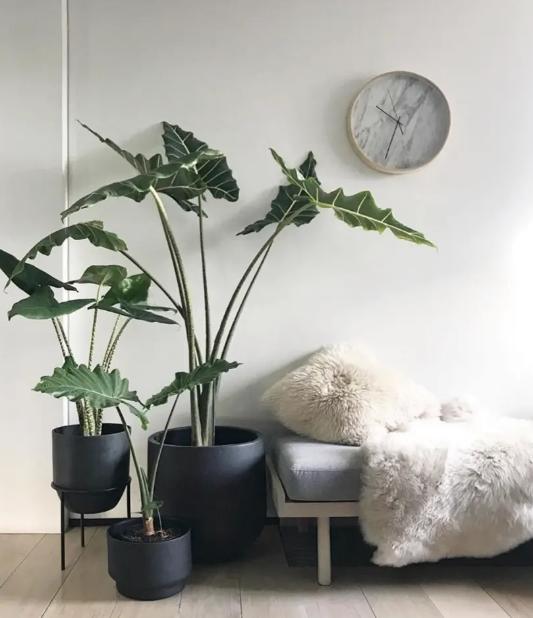 现代风好养的绿植搭配,好养简约风家里绿植