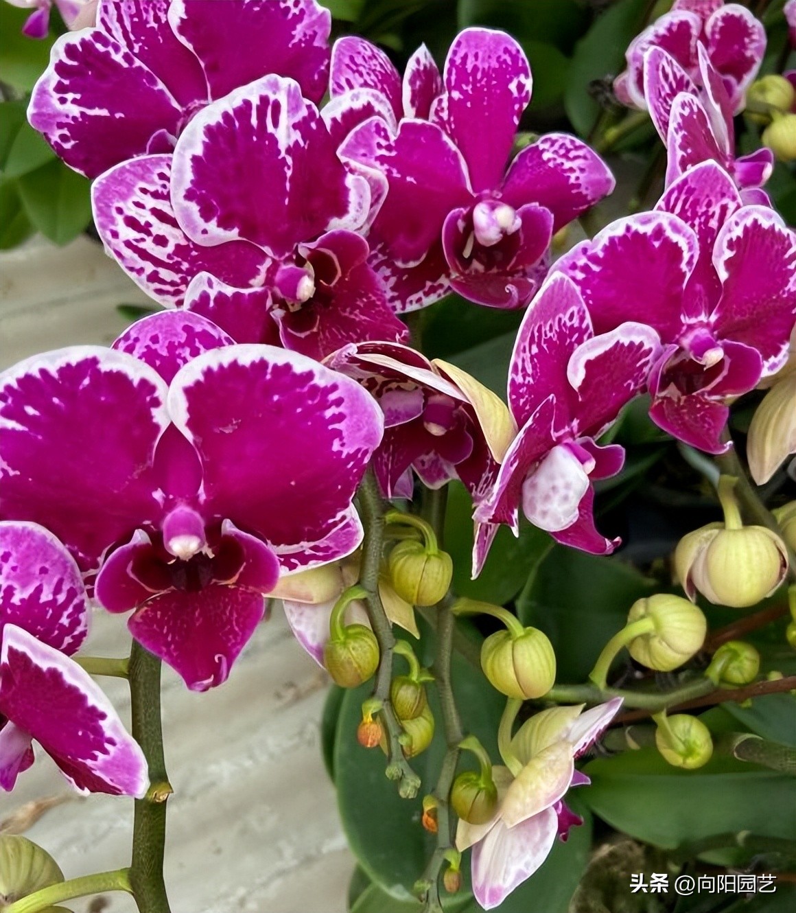 蝴蝶兰叶子晒黄了怎么办,蝴蝶兰叶子晒黄了怎么恢复