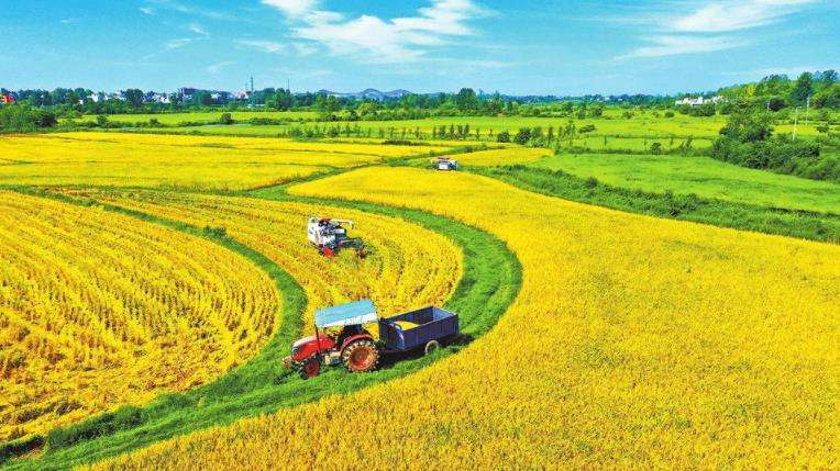 买大米认准品牌,超市大米选购技巧