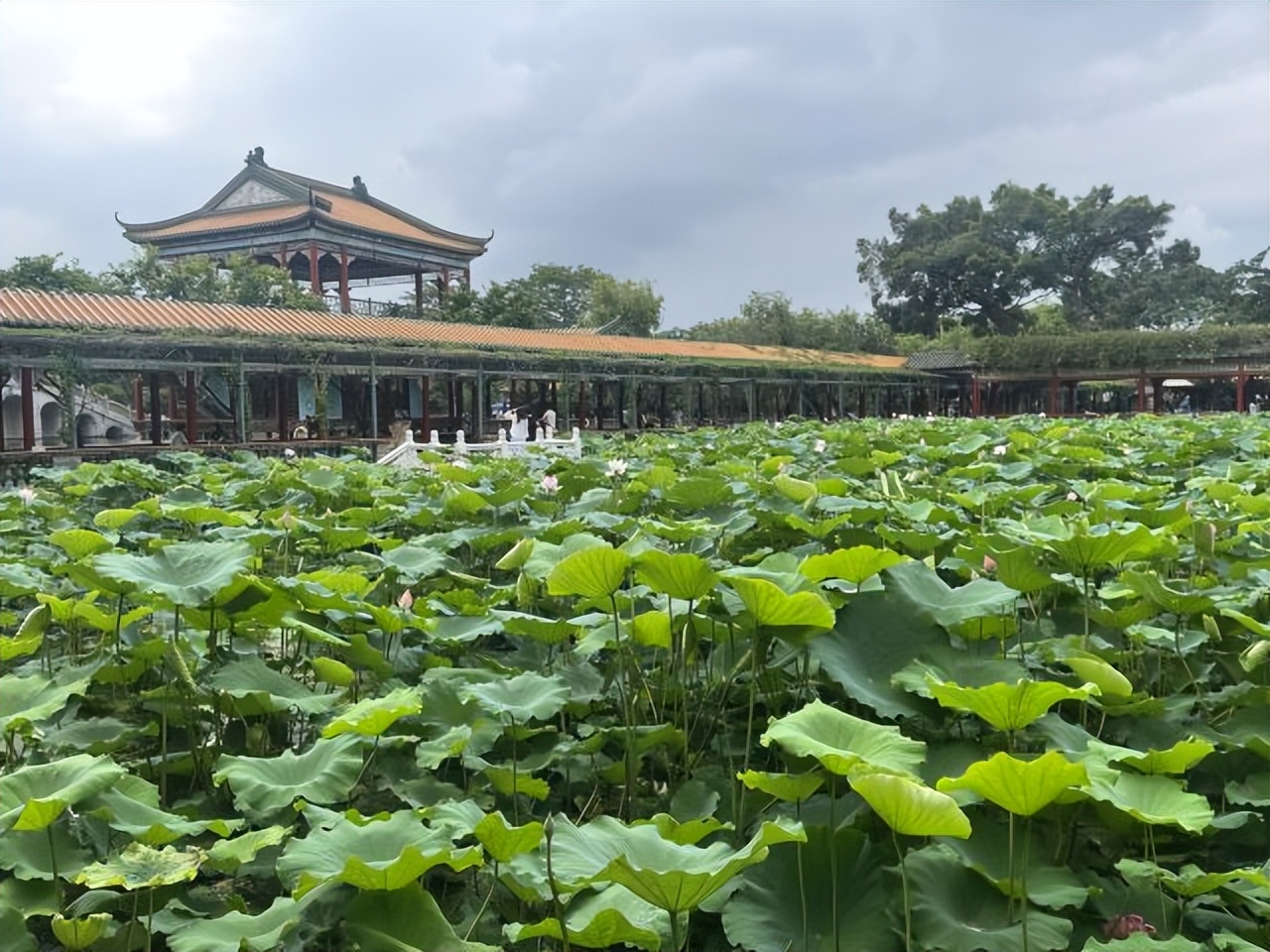 不用去苏州园林，在广州也能感受的园林古镇，吃喝玩乐在这里