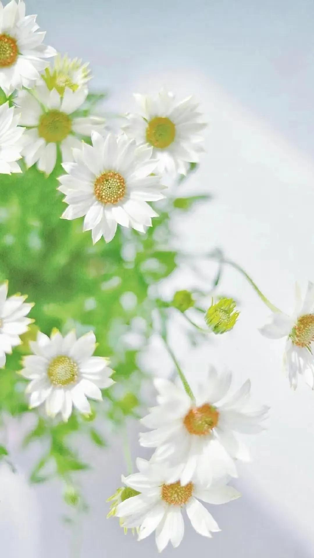 顶级绝美花朵壁纸娇艳欲滴的玫瑰,华为手机壁纸高清全面屏唯美花朵