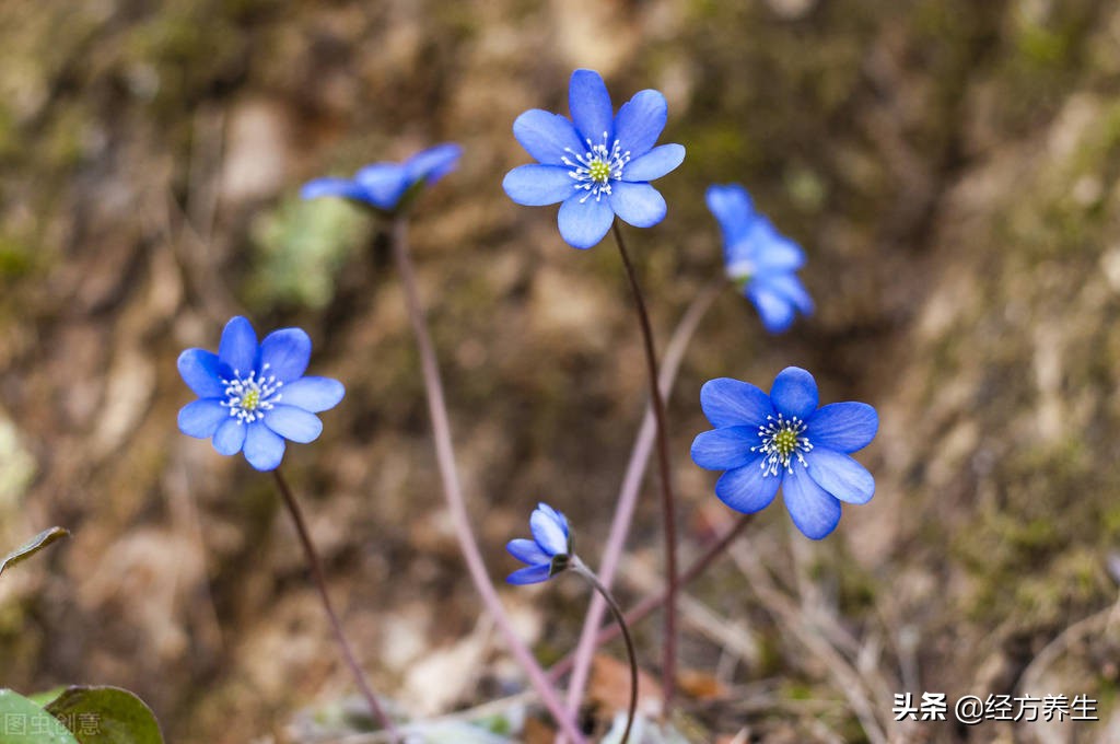 肝息肉自己消失了,内膜息肉会消失吗