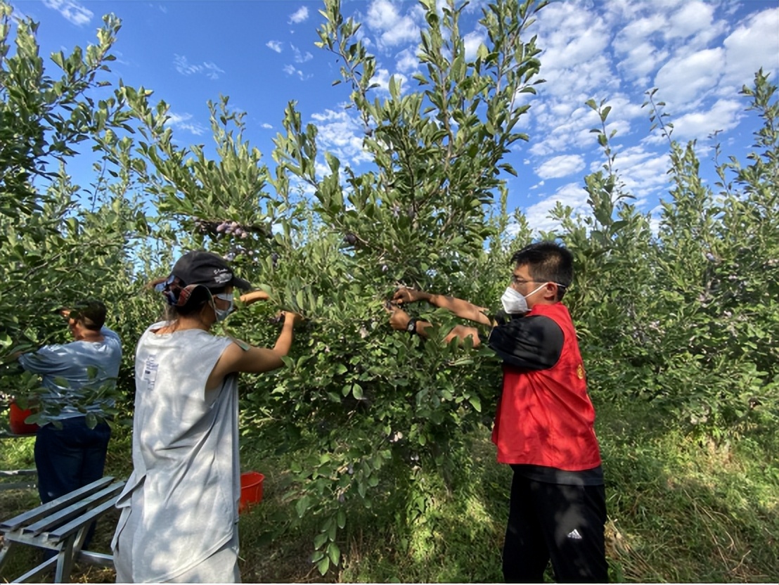 ▶特区•关注民生|库鲁斯社区：人大代表践初心助农销售显担当