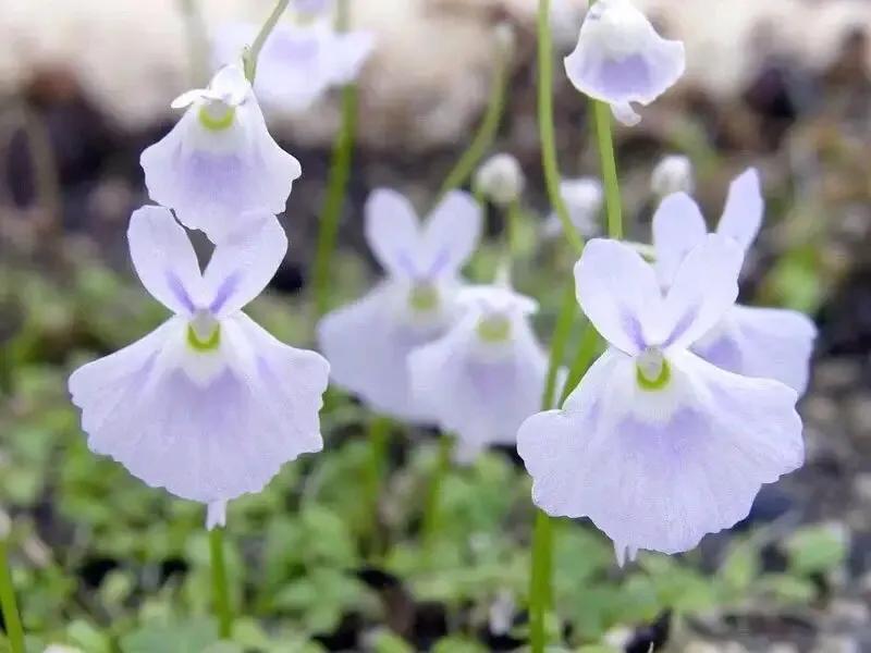 狸藻花图片大全,可爱的狸藻花图片