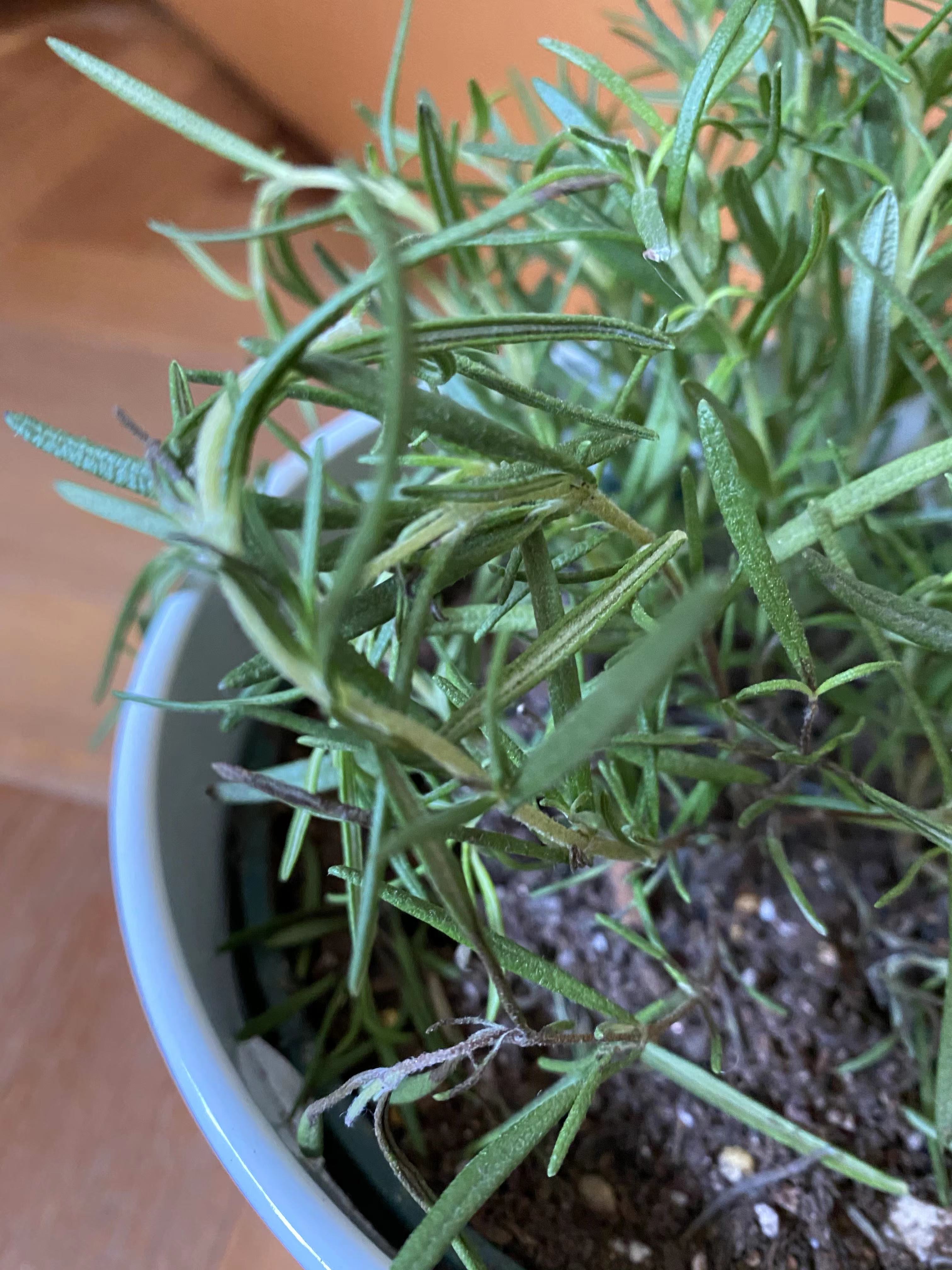 进阶为植物养殖高手必养的植物,20年种植经验告诉你多肉这样养