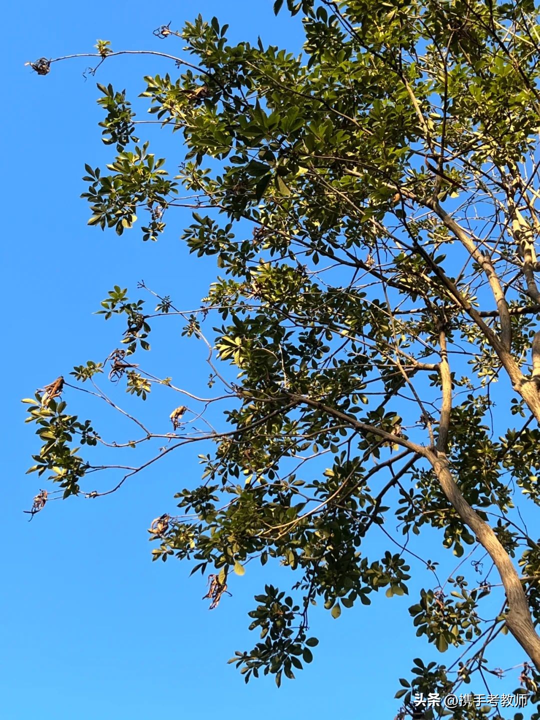 黄花风铃木品种介绍,黄花风铃木生长缓慢
