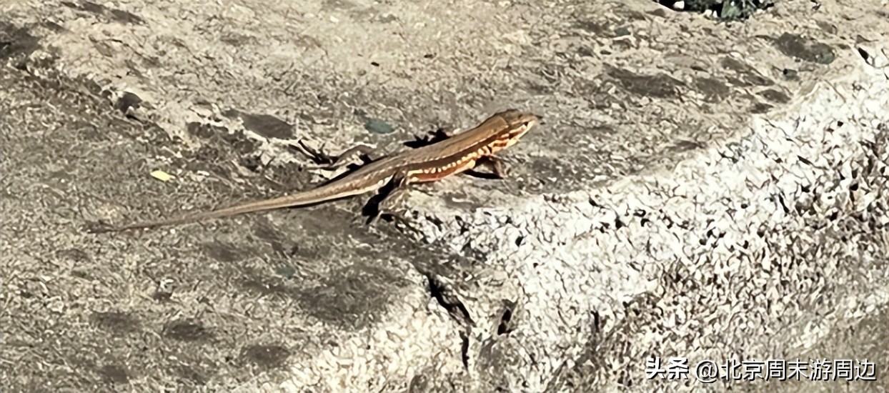 北京石林峡风景区在哪里,北京石林峡一日游攻略