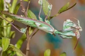 螳螂吃掉自己丈夫的头,螳螂为什么吃掉配偶螳螂吃蛇