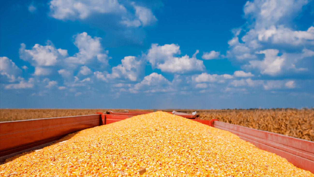 美国70万吨玉米订单被取消了吗,中国取消美国玉米订单吗