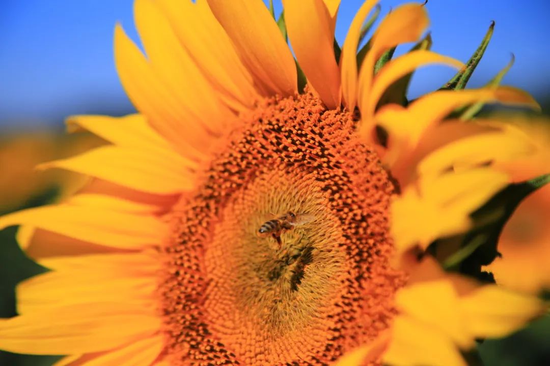北京周边的向日葵花海,顺义向日葵花海
