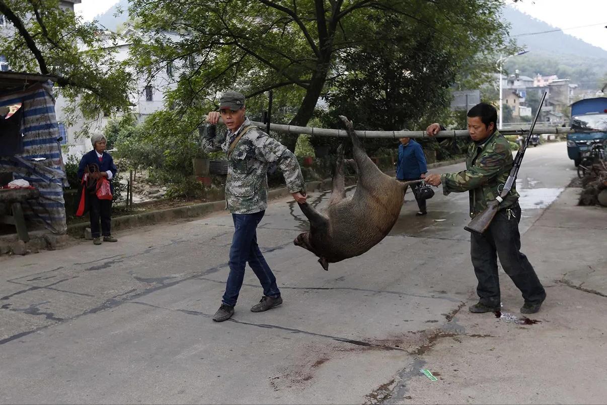 野猪泛滥招募猎人,野猪悬赏地区