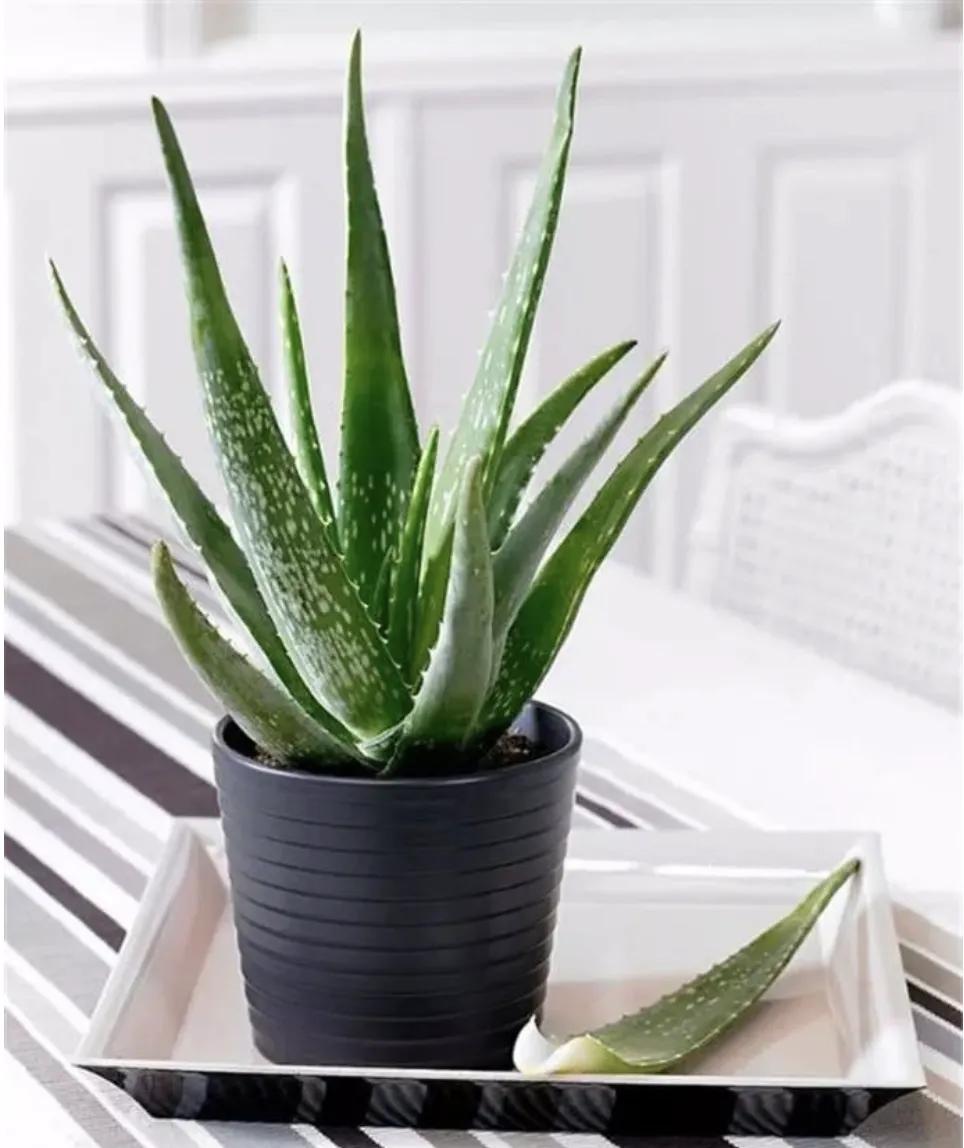 这几种芦荟不仅可以观赏，还能美容，你选对品种了吗？