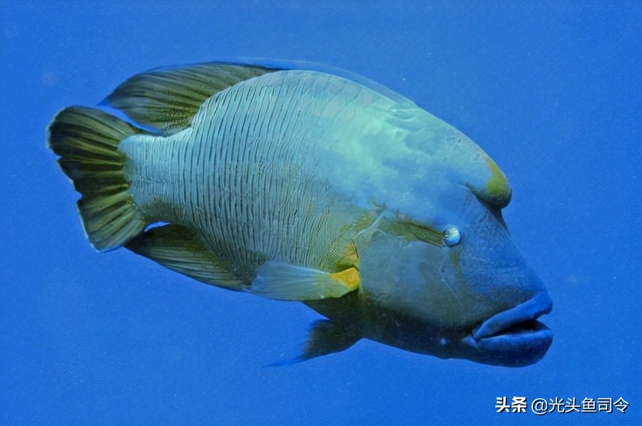 钓鱼钓到保护鱼种放了违法吗,钓鱼犯法的鱼类有哪些种类