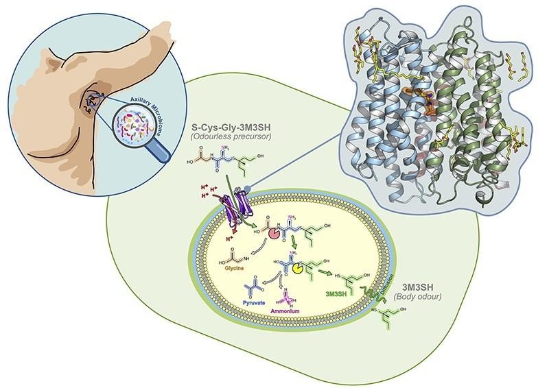 为什么西方人狐臭很少有人治疗呢,狐臭是所有人都有吗