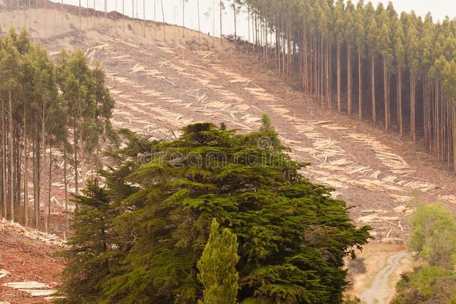 广西桉树影响,蒙眼狂奔完整视频
