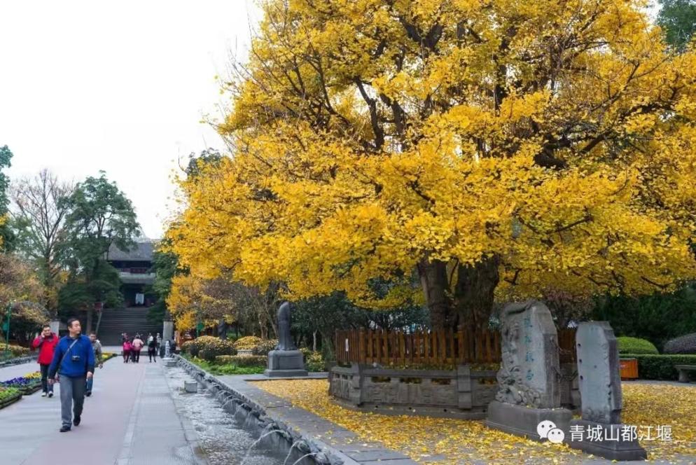 抓住秋天的尾巴！都江堰必打卡的8大晚秋好去处，步青山观烟岚云岫、入古城拾千年烟火，来过都会爱上