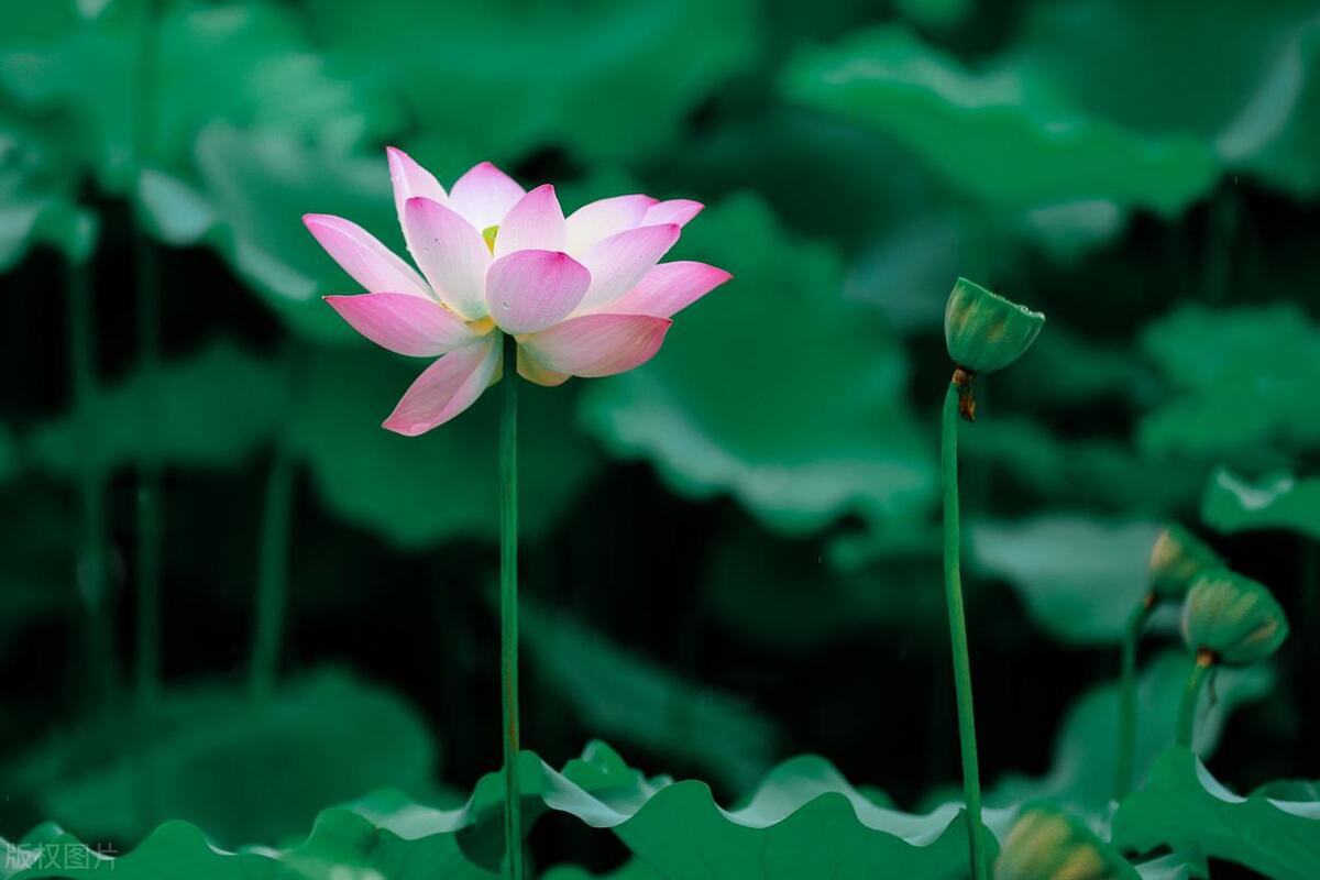 女朋友喝醉后被人睡了，男友该怎么面对他？