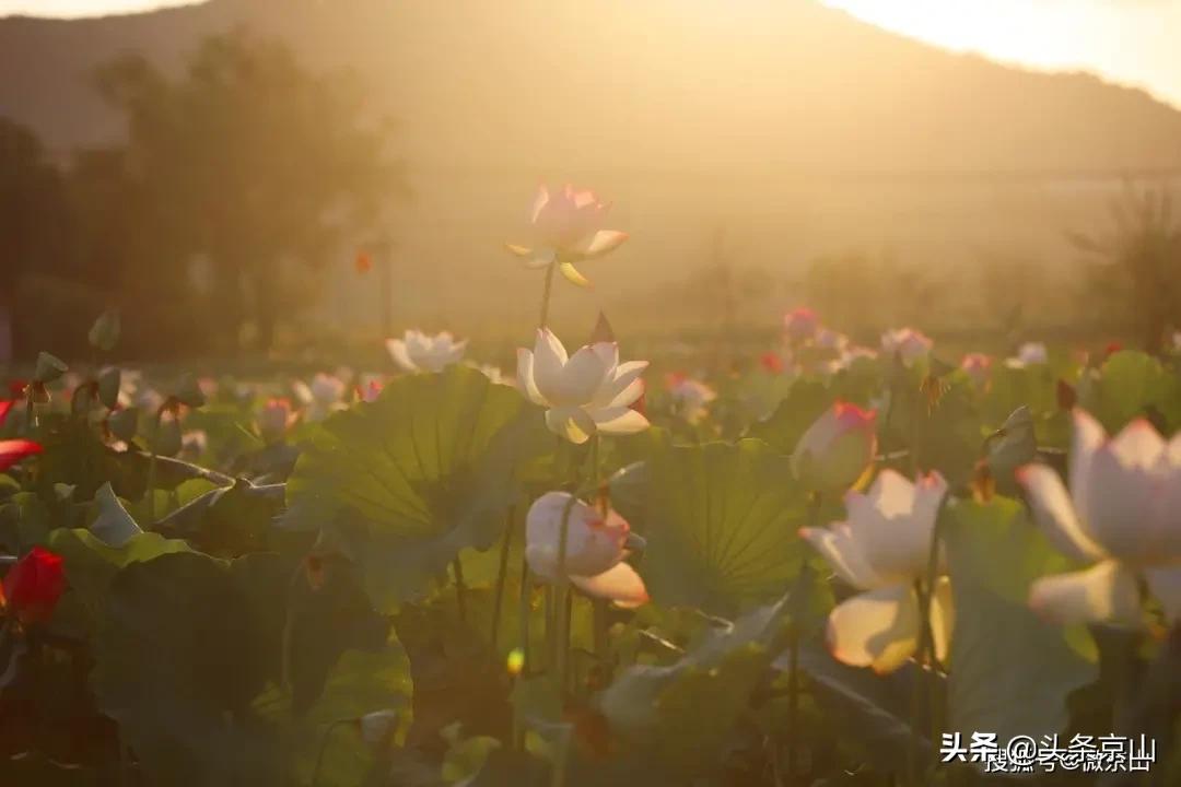 京山摄影爱好者,京山市摄影最牛的人