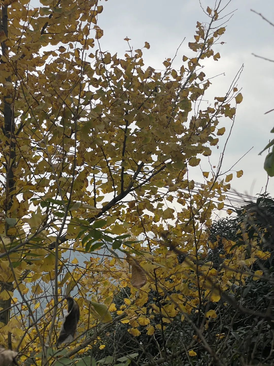 成都旅游豌豆尖,成都仰天窝近郊爬山推荐