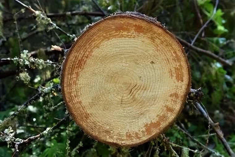 实木窗优缺点,实木窗大全