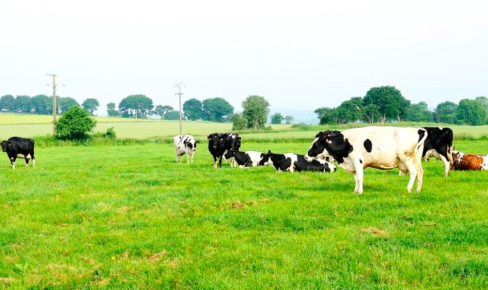 二段飞鹤星飞帆和优博瑞慕哪个好,优博瑞慕和飞鹤星飞帆哪个更营养
