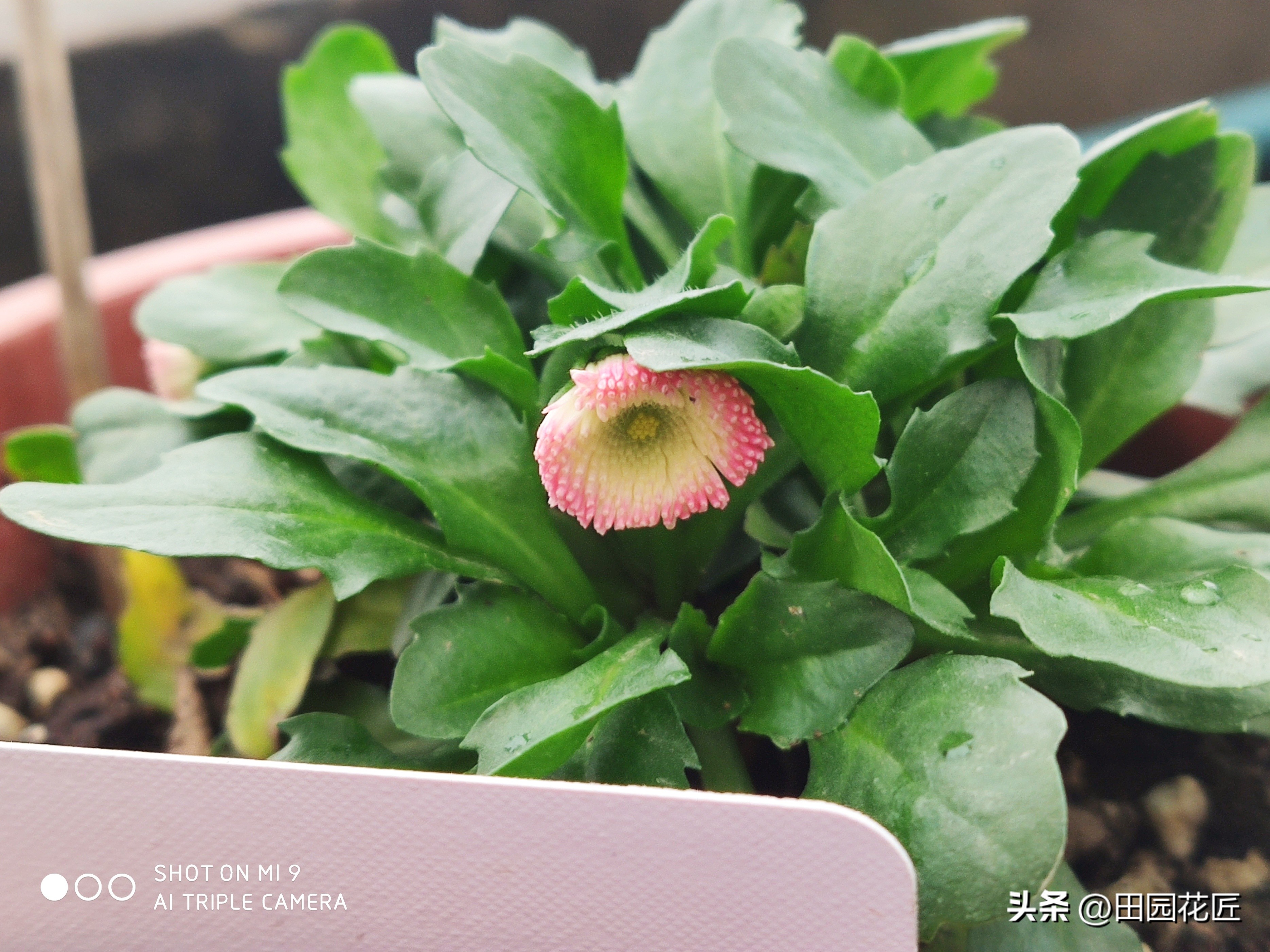 雏菊花期长怎么办,雏菊盆栽花期过后怎样打理