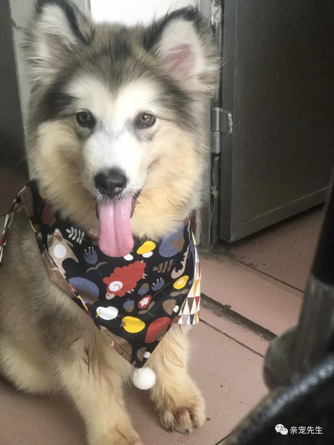 二胎猫咪来新家注意事项,小猫咪去新家后注意事项