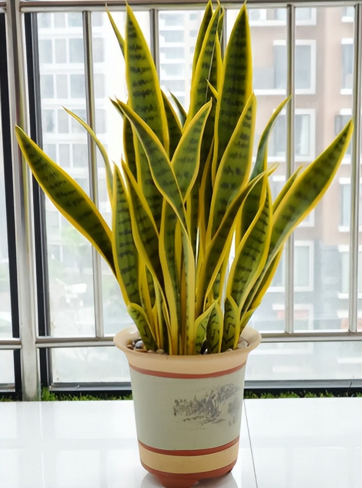 四种镇宅之花,100种镇宅花卉大全