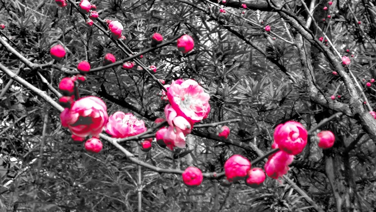 岁寒三友指松竹梅三种植物对吗,岁寒三友指的是什么植物