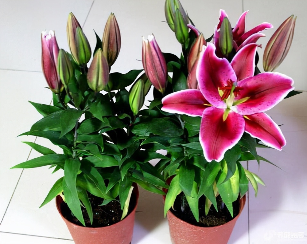 家里不能养的10种花,家里不能养的四种花