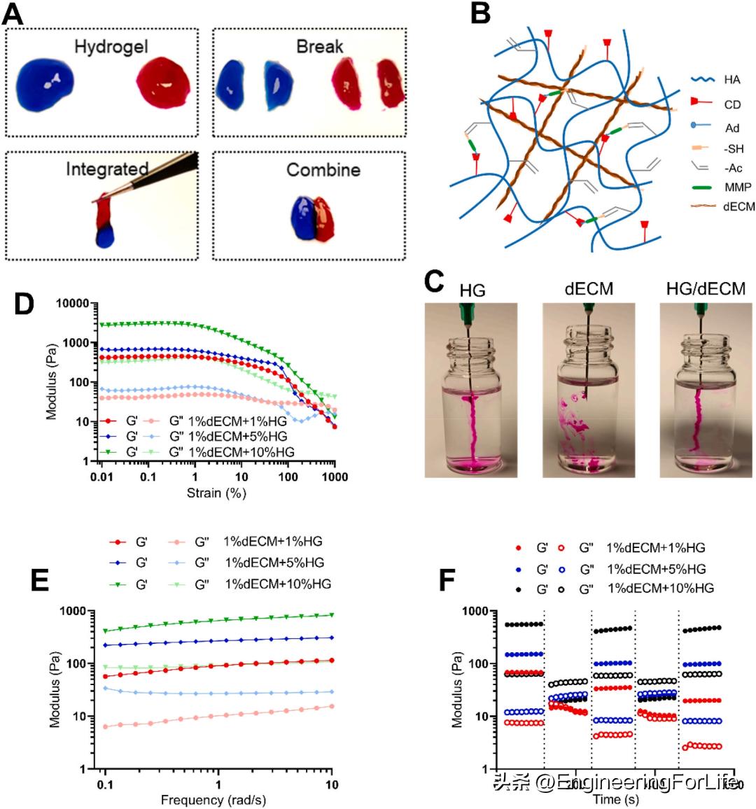 缺血性卒中干细胞,水凝胶干细胞