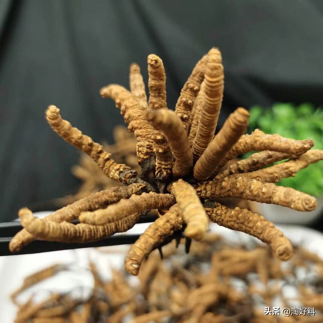 合作养殖鸡骗局,合作养殖鸡苗有上当受骗的吗