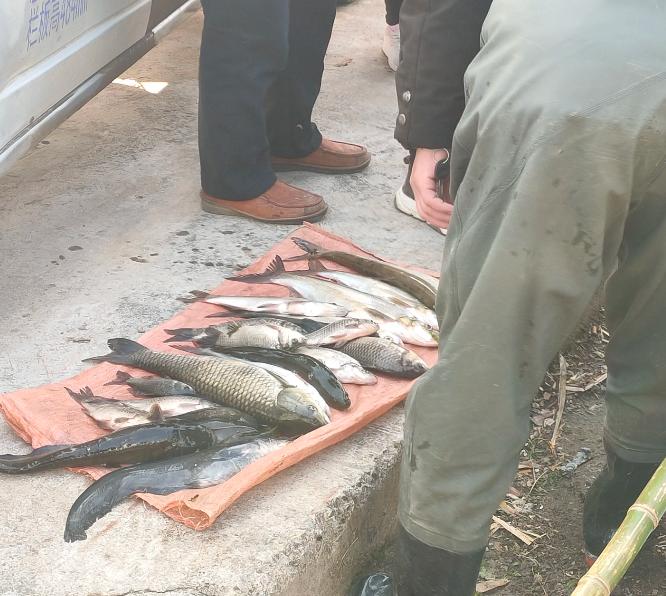 老婆从菜市场买回鱼,农贸市场野生鲫鱼