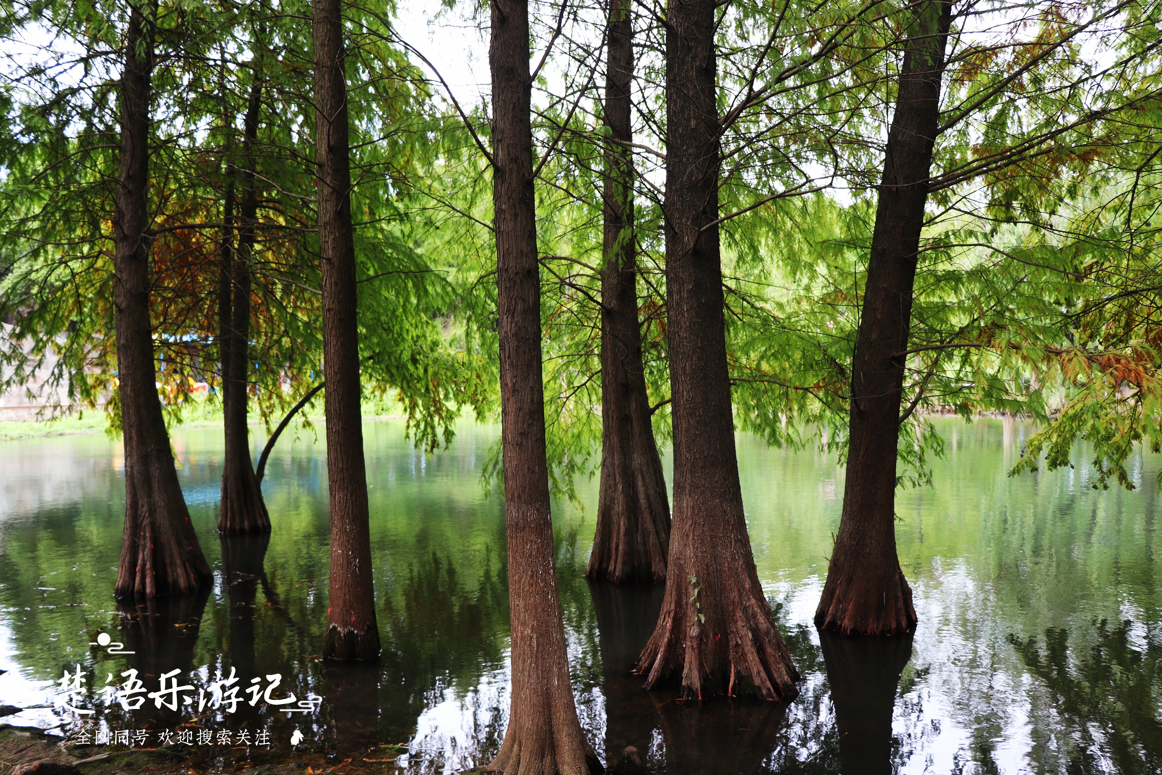 宁波最浪漫的粉黛花海,宁波油菜花海景区